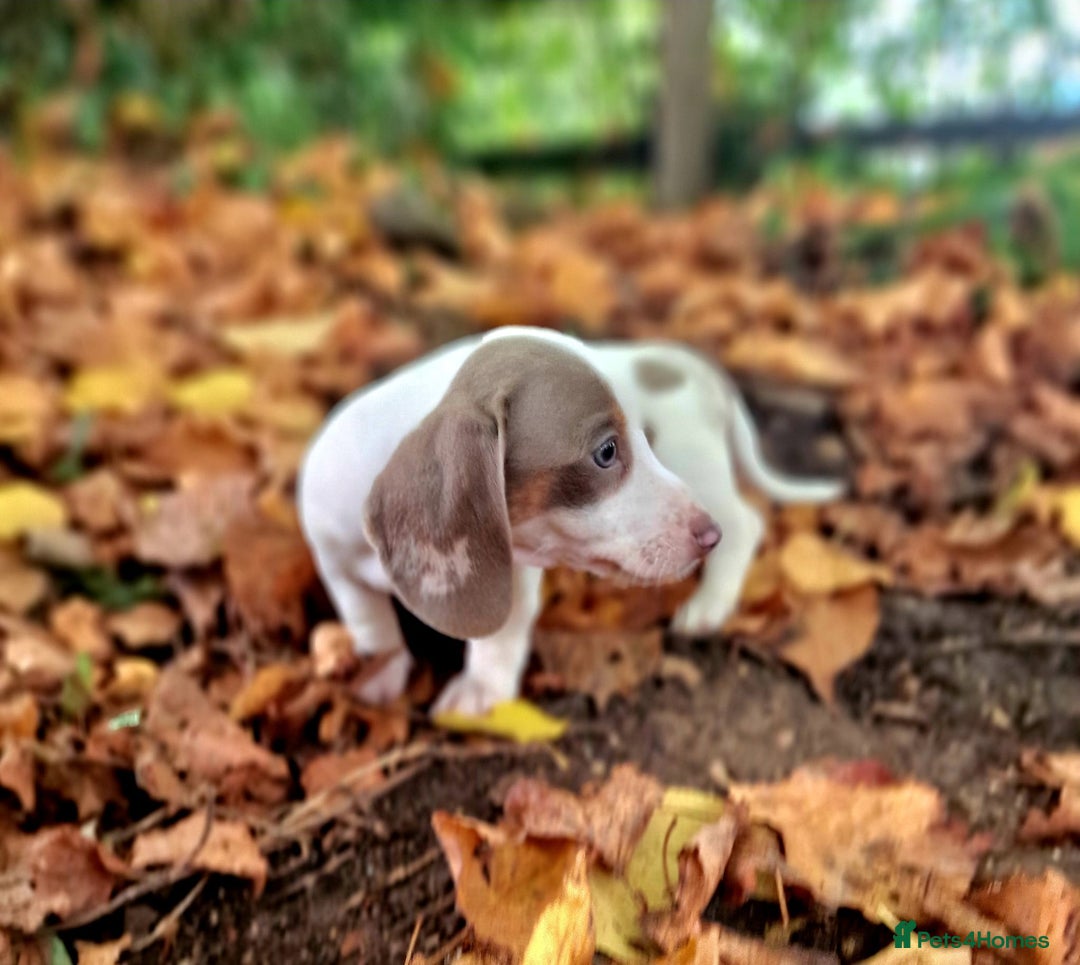 Miniature Dachshund dogs for sale: Quality mini dachshund puppies 💜 - Image 14