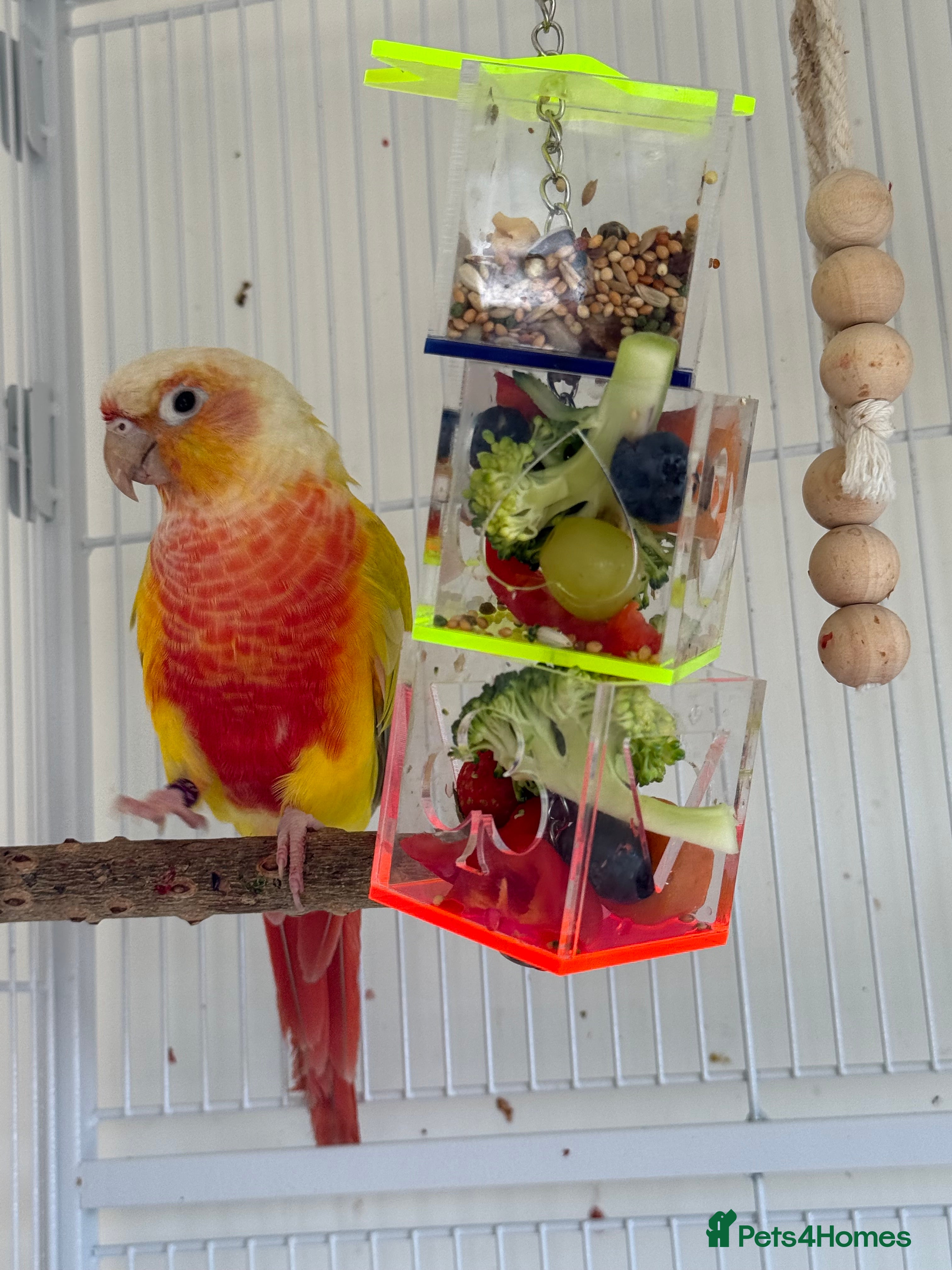 Conures birds   Pineapple Green-cheek Conure for Rehoming  - Advert 1