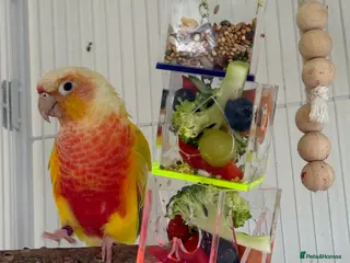 Conures birds Pineapple Green-cheek Conure for Rehoming - Advert 1