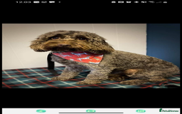 Mixed Breed dogs for sale: Beautiful Doxiepoos - Image 3