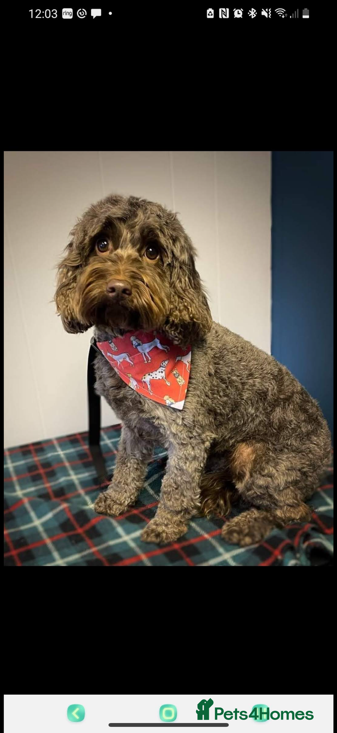 Mixed Breed dogs for sale: Beautiful Doxiepoos - Image 3