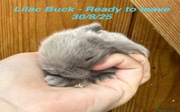Mini Lop rabbits for sale: Mini Lops Bunnies. READ DESCRIPTION - Updated 22/7 in Chard - Image 31