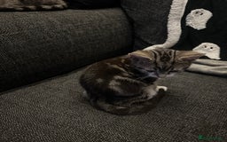 Mixed Breed cats for sale: Kittens for sale - Image 11