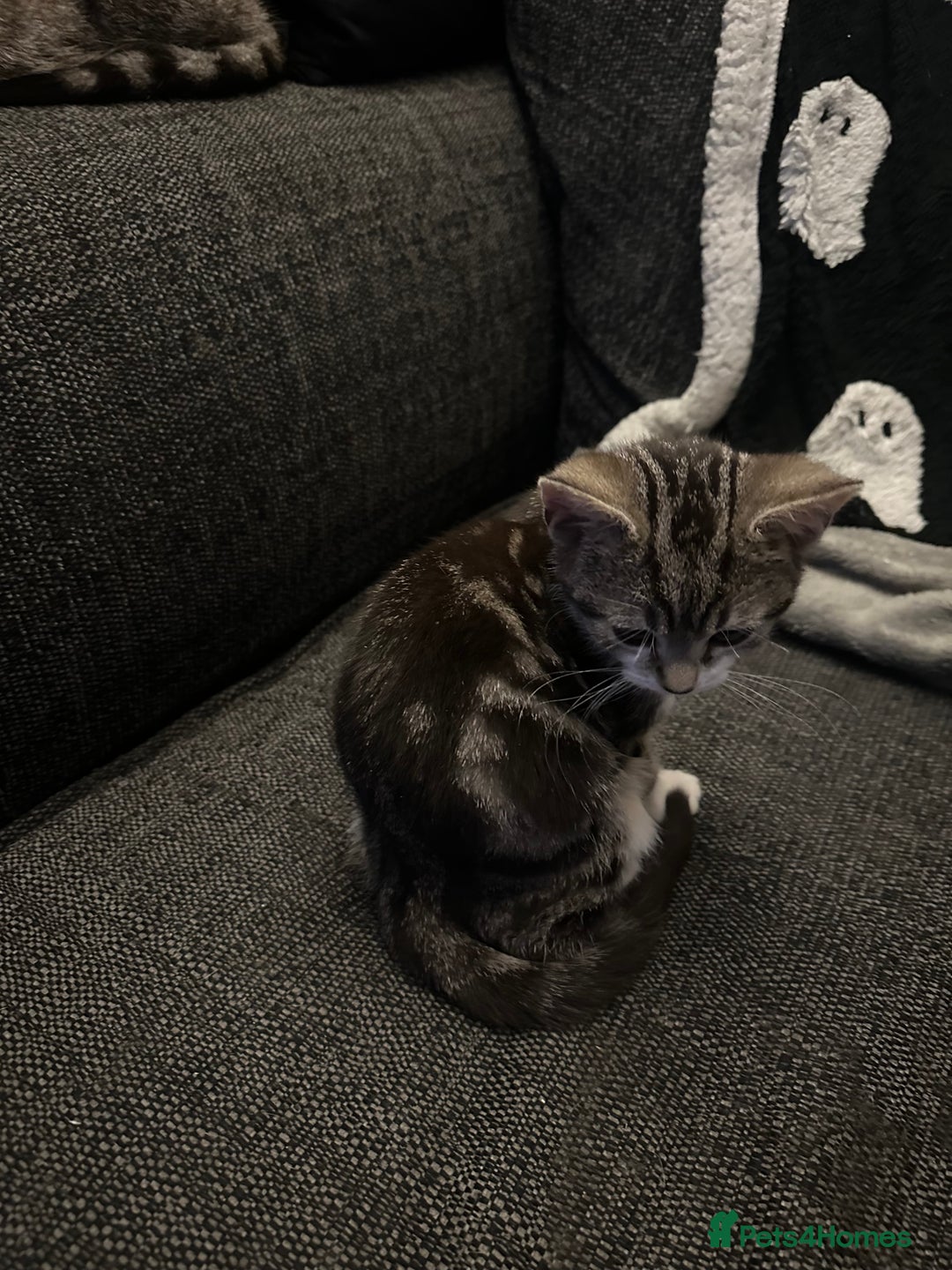 Mixed Breed cats for sale: Kittens for sale - Image 11