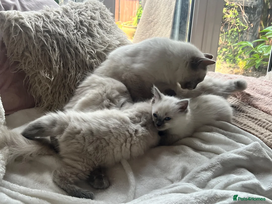 Ragdoll cats for sale: Stunning chunky Blue Point Ragdolls in Newport - Advert 29