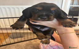 Cocker Spaniel dogs for sale: 4 cocker spaniel puppies, mum and dad family pets - Advert 15
