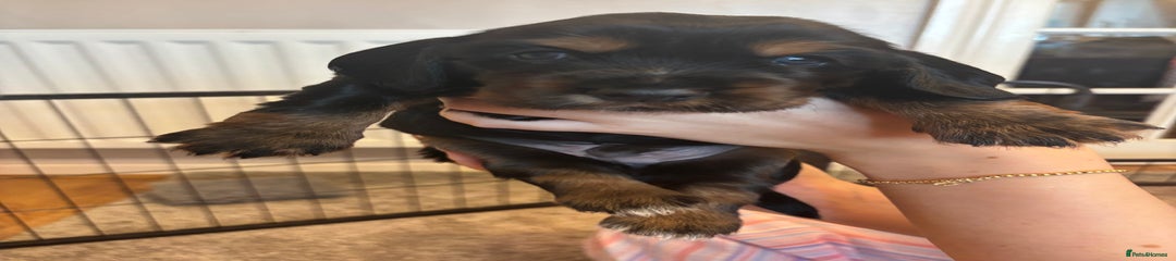 Cocker Spaniel Puppy 2