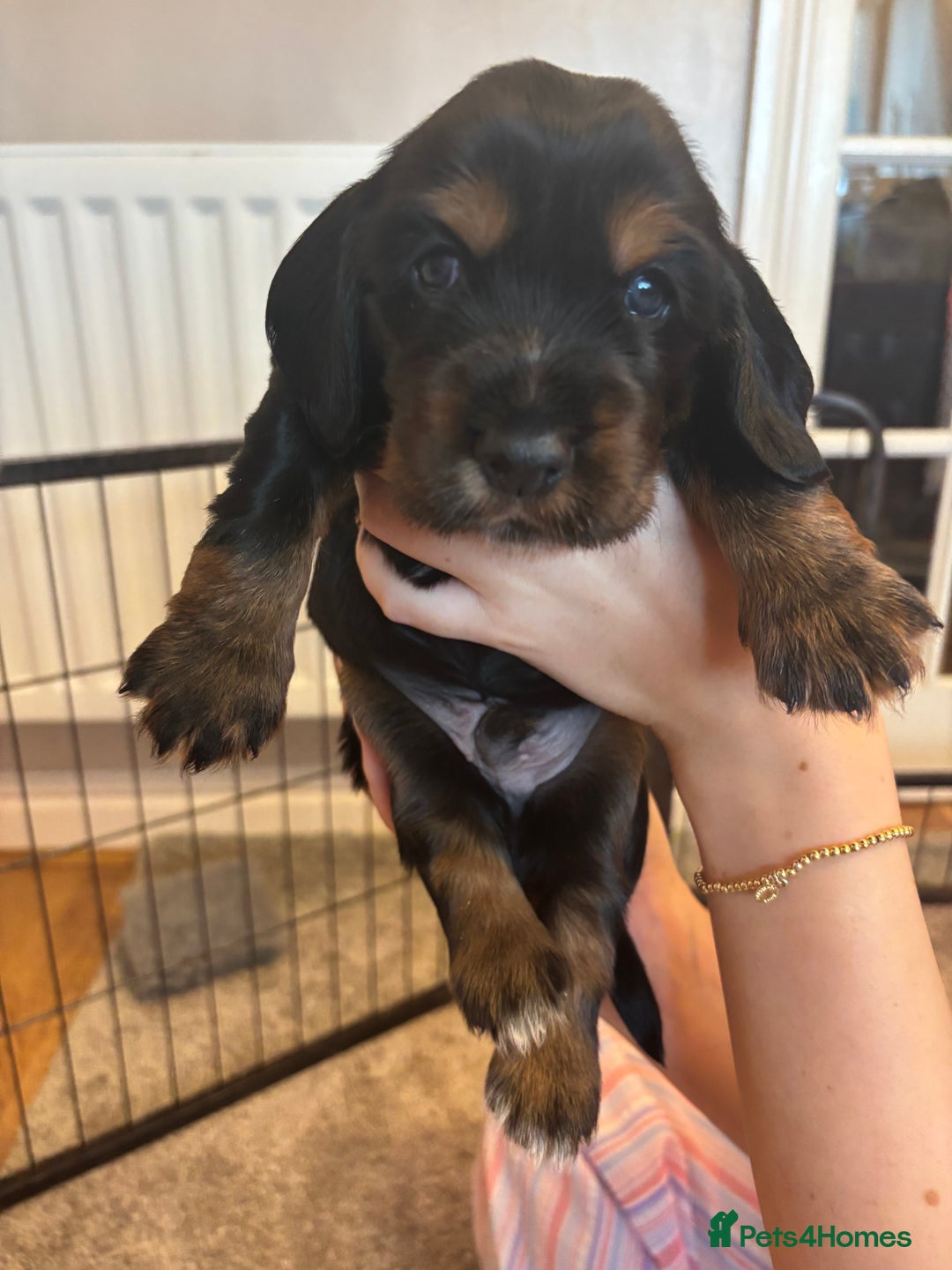 Cocker Spaniel dogs for sale: 4 cocker spaniel puppies, mum and dad family pets - Advert 15