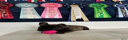 French Bulldog dogs for sale: 🏆Frenchbulldog pups🏆 - Advert 12