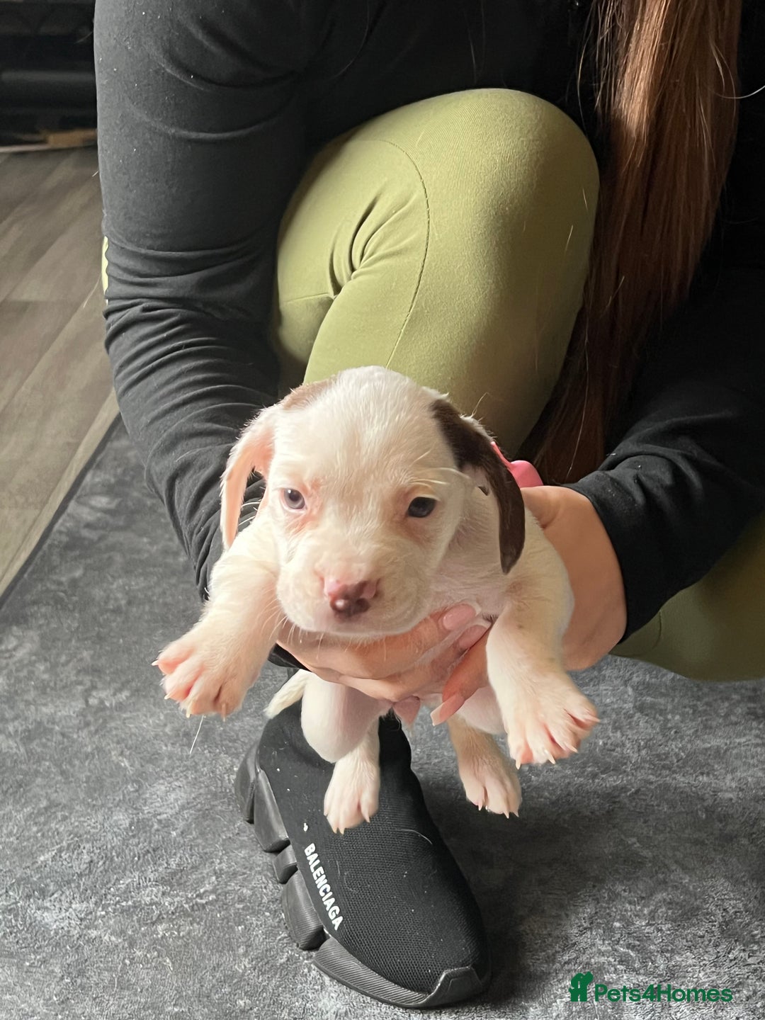 Mixed Breed dogs for sale: Sprocker x frenchie - Image 6