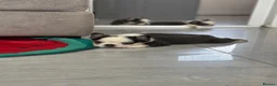 French Bulldog dogs for sale: French bulldog puppies  - Advert 29