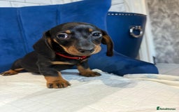 Miniature Dachshund dogs for sale: Miniature Dachshunds  - Advert 3