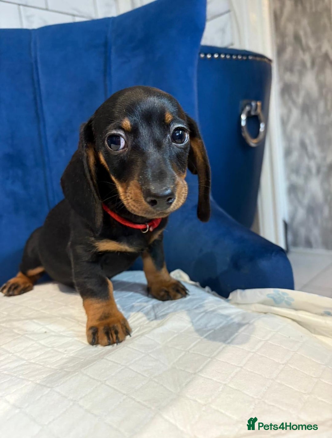 Miniature Dachshund dogs for sale: Miniature Dachshunds  - Advert 3