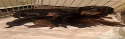 Dachshund dogs for sale: Puppies chocolate and black and tan dashounds  in Malvern - Advert 6