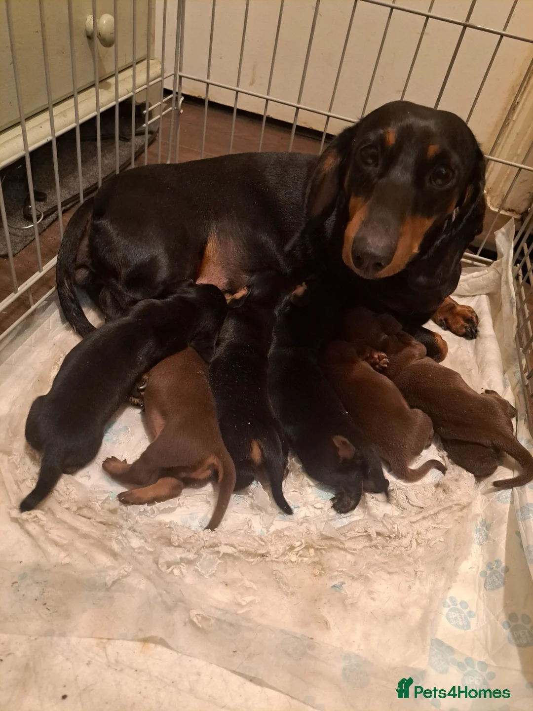 Dachshund dogs for sale: Puppies chocolate and black and tan dashounds  in Malvern - Advert 6