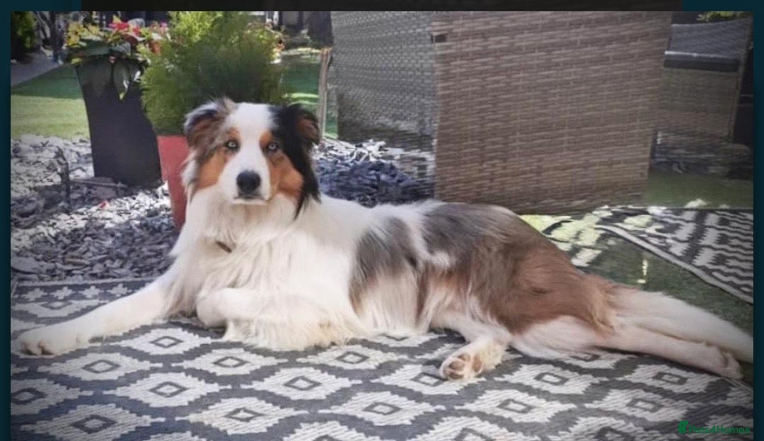 Border Collie dogs for stud: Hugo Border Collie Male in Doncaster - Advert 3