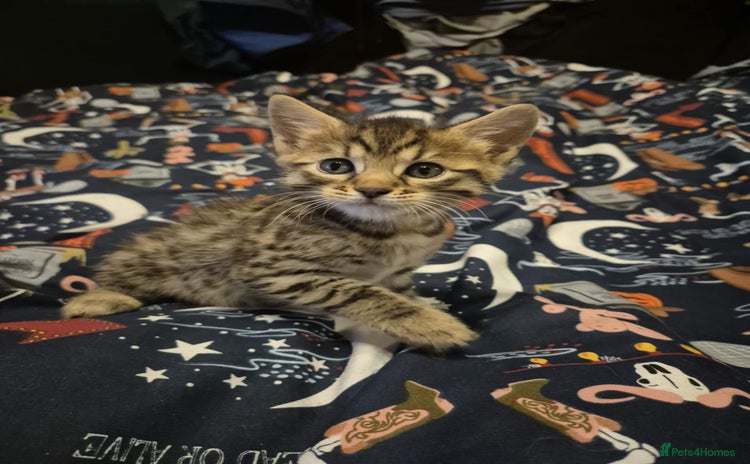 Bengal cats Beautiful Bengal X Maine coon baby  - Advert 4