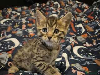 Bengal cats Beautiful Bengal X Maine coon baby - Advert 7