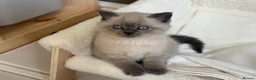 British Shorthair cats for sale: British shorthair Scottish fold kittens  - Advert 11