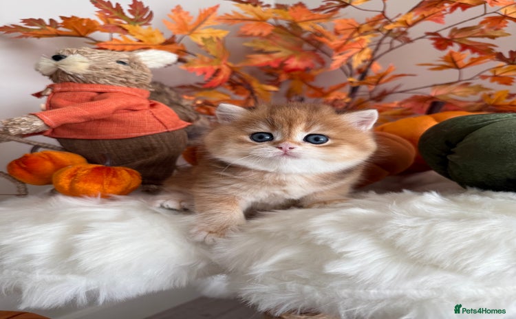British Shorthair cats - Advert 6