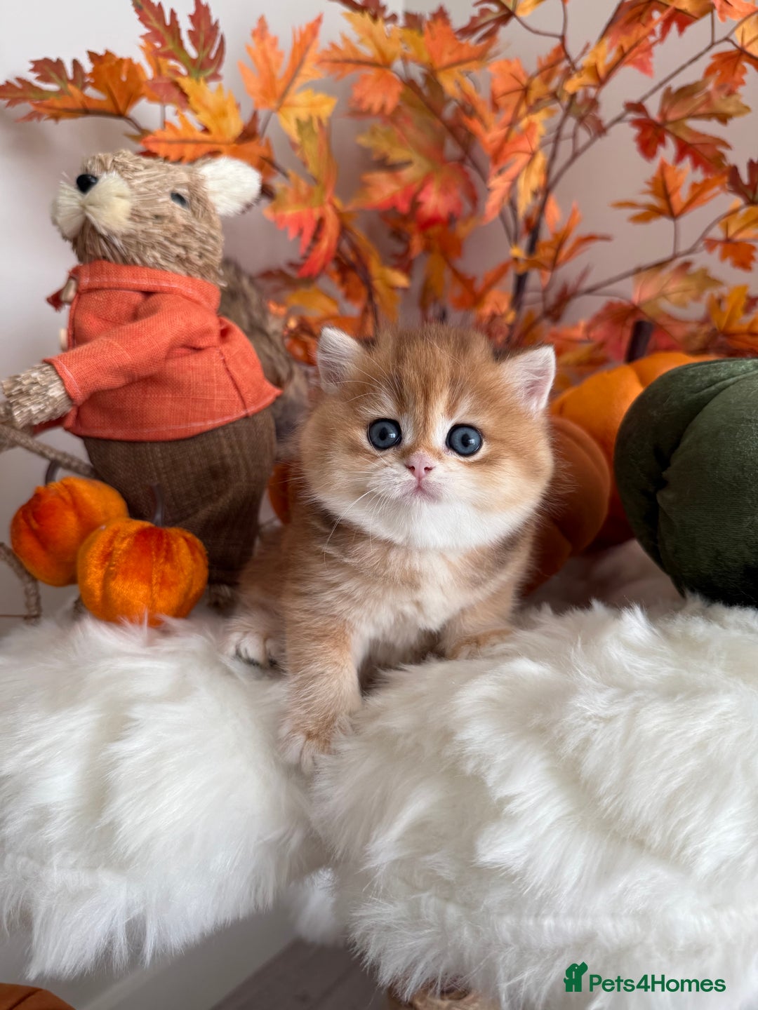British Shorthair cats for sale: Golden British Shorthair  - Image 1