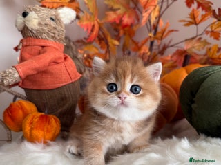 British Shorthair cats - Advert 8