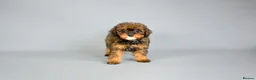 Cavapoo dogs for sale: Cavapoo puppies for sale  - Advert 24