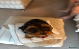 Miniature Poodle dogs for stud: KC phantom miniature poodle stud health tested in Thetford - Image 32