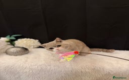 British Shorthair cats for sale: FULL PEDIGREE, REGISTERED BSH - Image 18