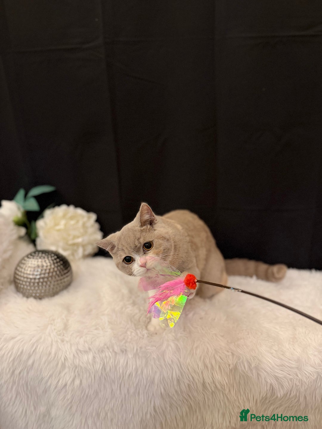 British Shorthair cats for sale: FULL PEDIGREE, REGISTERED BSH - Image 18