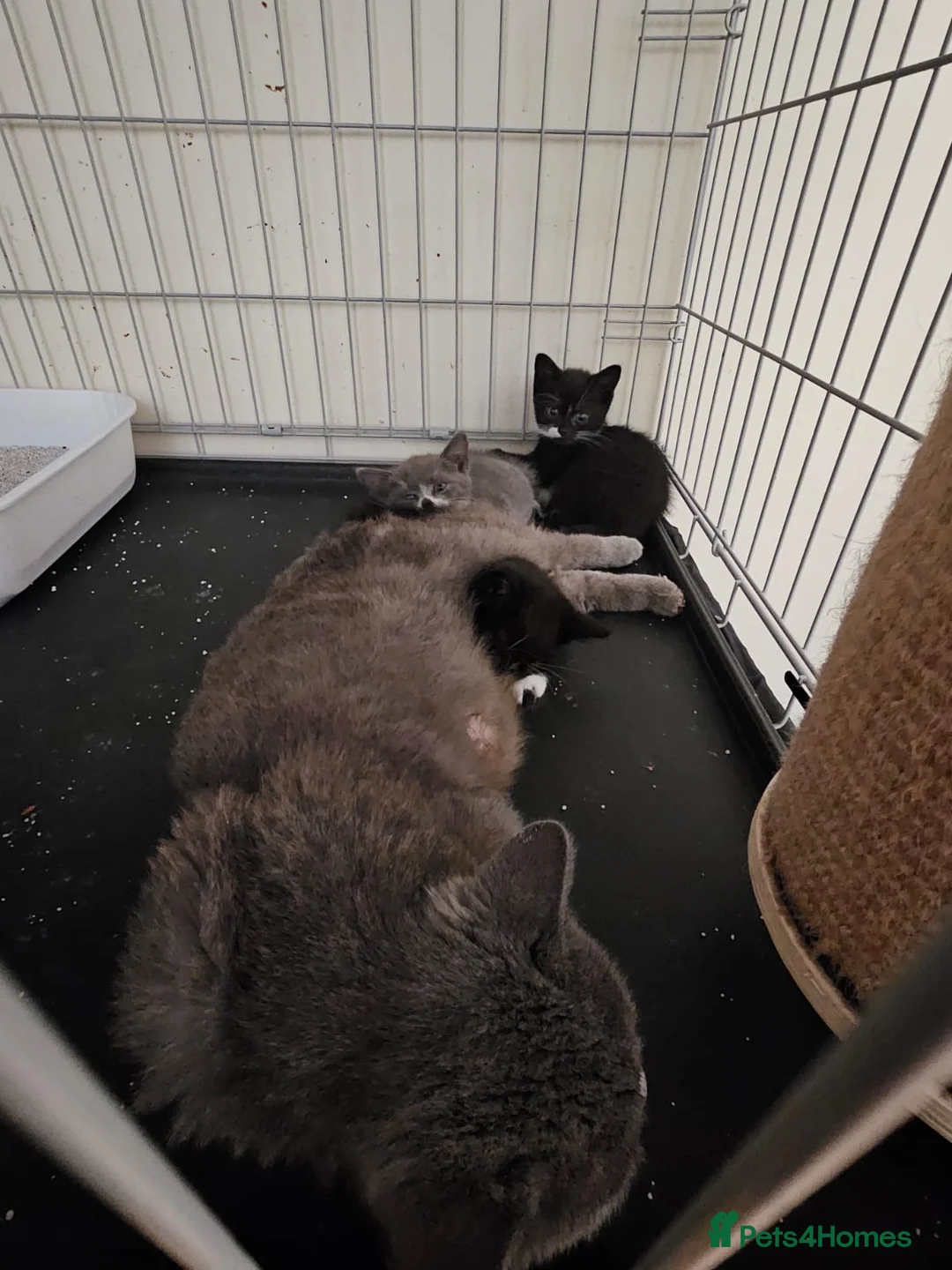 Domestic Shorthair cats for adoption: Rescue male kitten looking for home - Advert 3