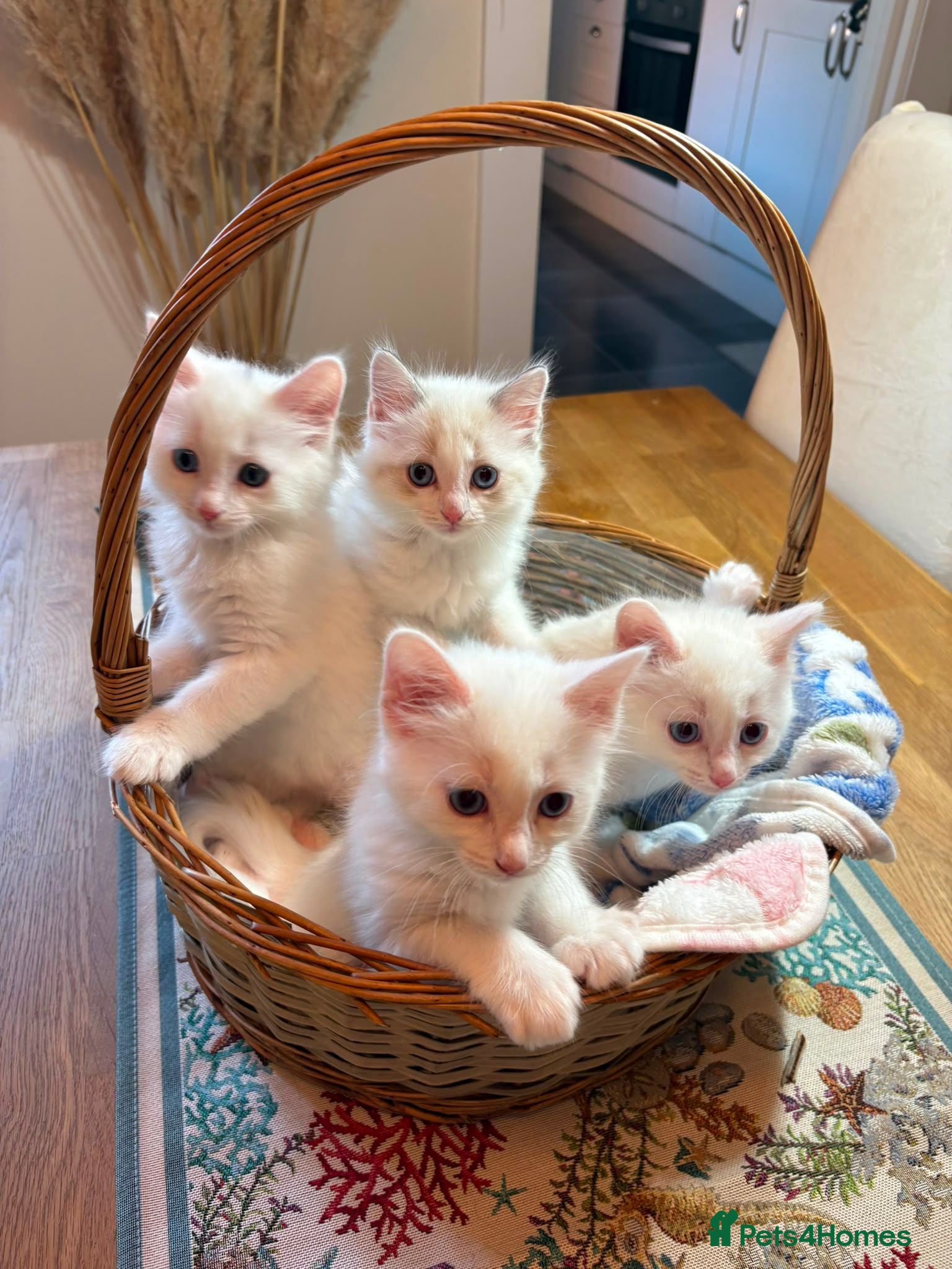 Turkish Angora cats Turkish Angora X Blue lynx bio Ragdoll kittens - Advert 1