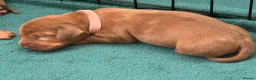 Dachshund dogs for sale: Dachshunds  - Advert 5
