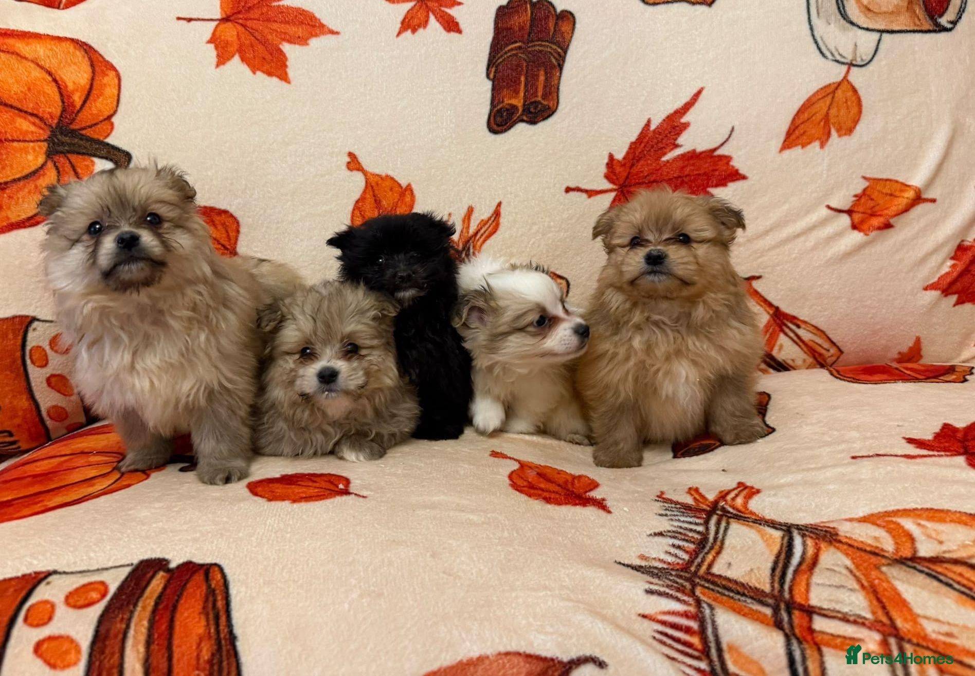 Pomeranian dogs Pomeranian puppies  - Advert 6