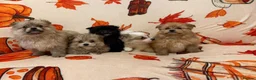 Pomeranian dogs for sale: Pomeranian puppies  in Glasgow - Advert 1