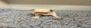 Chihuahua 1