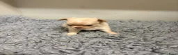 Chihuahua dogs for sale: Kc registered Chihuahua puppies - Advert 7