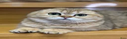 Scottish Fold cats for sale: TICA Registered Scottish Fold & Straight kittens - Advert 3