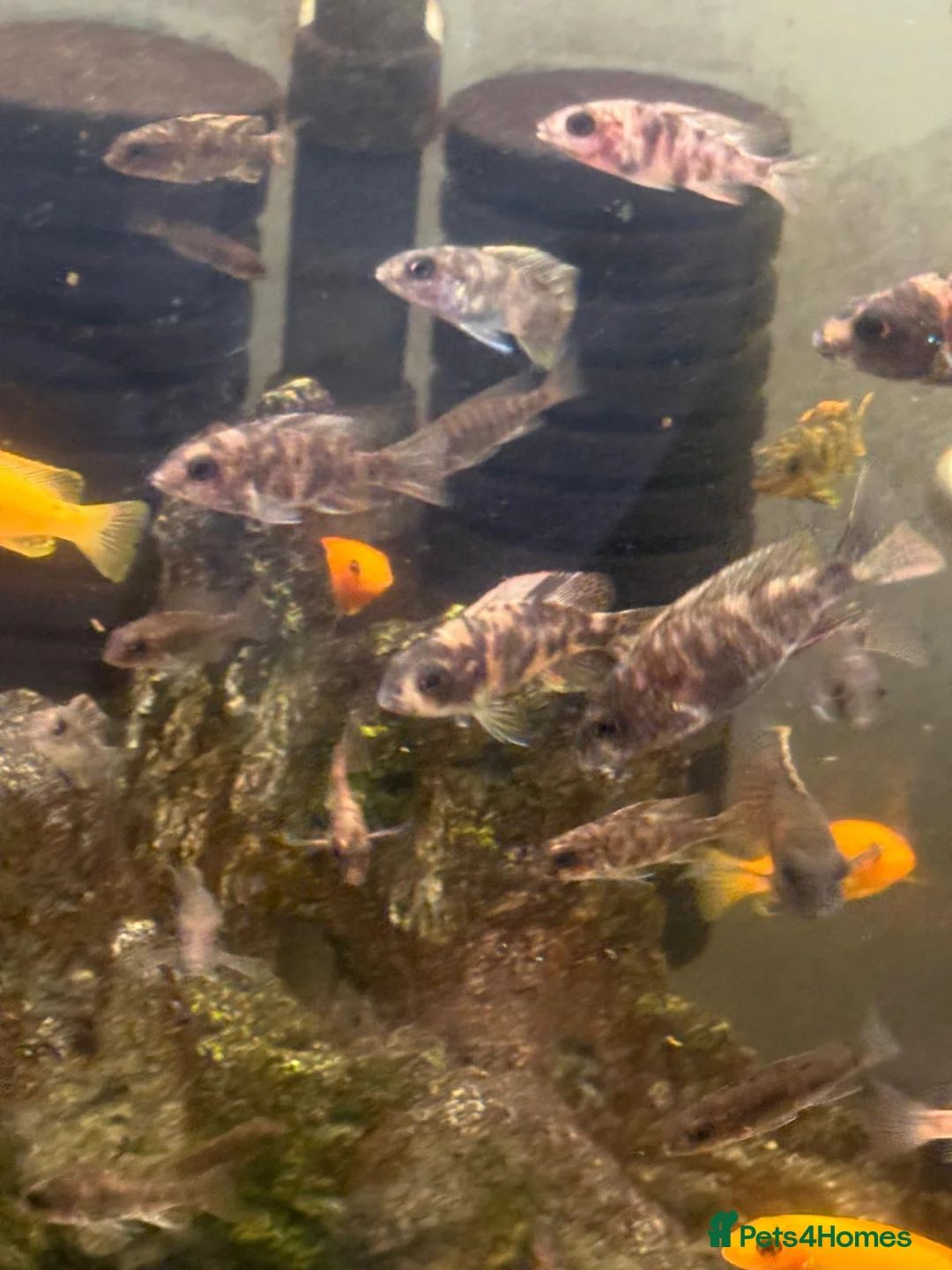 Cichlids fish for sale: Malawi cichlids peacock and mbunas  - Advert 2