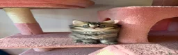 Mixed Breed cats for sale: looking for a new home, a new family!!! - Advert 13