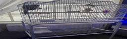 Conures birds for sale: Green Cheeked Conure talking - Advert 3