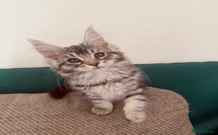 Maine Coon cats - Advert 3