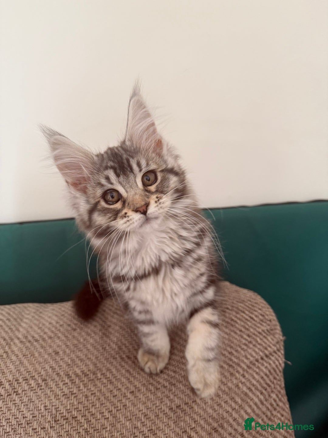 Maine Coon cats for sale: Maine coon kittens GCCF registered READY NOW  - Image 1
