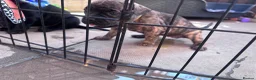 Mixed Breed dogs for sale: Staffy cross lurches  in Wolverhampton - Advert 14