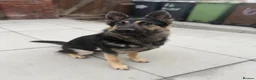 German Shepherd dogs for sale: Young German shepherd male  - Advert 6