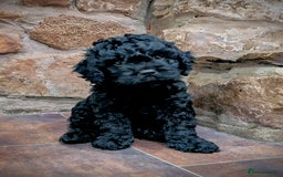 Mixed Breed dogs for sale: 💜💛🧡 PREMIUM CAVAPOOS READY TO GO 💜💛🧡 - Image 6