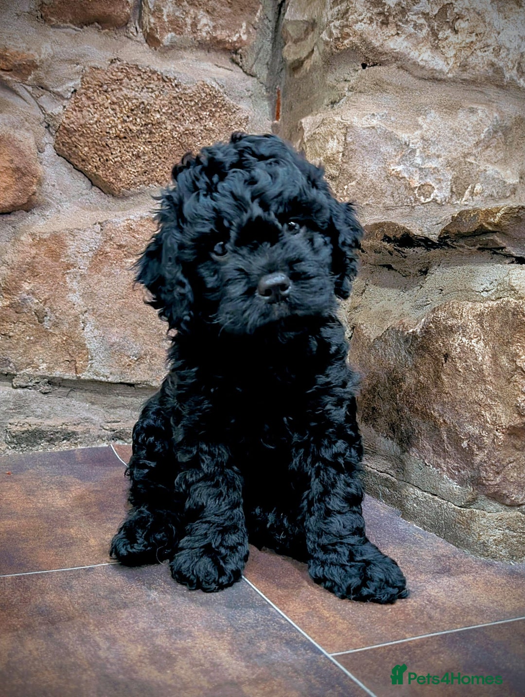 Mixed Breed dogs for sale: 💜💛🧡 PREMIUM CAVAPOOS READY TO GO 💜💛🧡 - Image 6