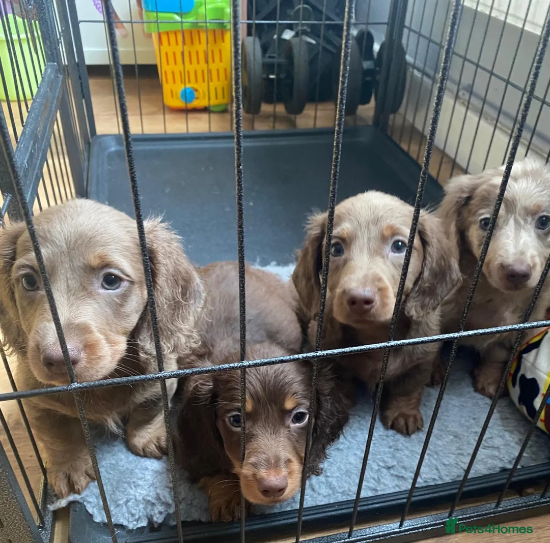 Miniature Dachshund dogs for sale: ‼️ LAST 3 READY TO LEAVE NOW ‼️ - Advert 2