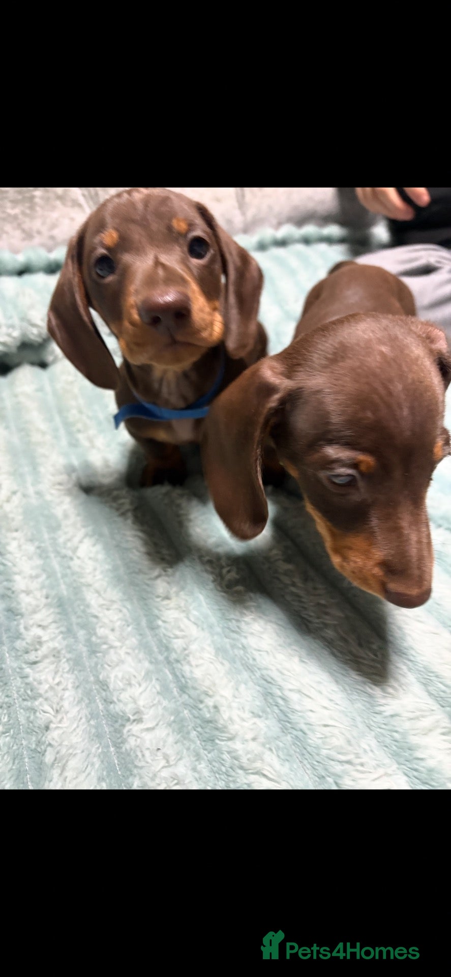 Miniature Dachshund dogs 2 KC reg stunning chocolate and tan boys - Advert 20