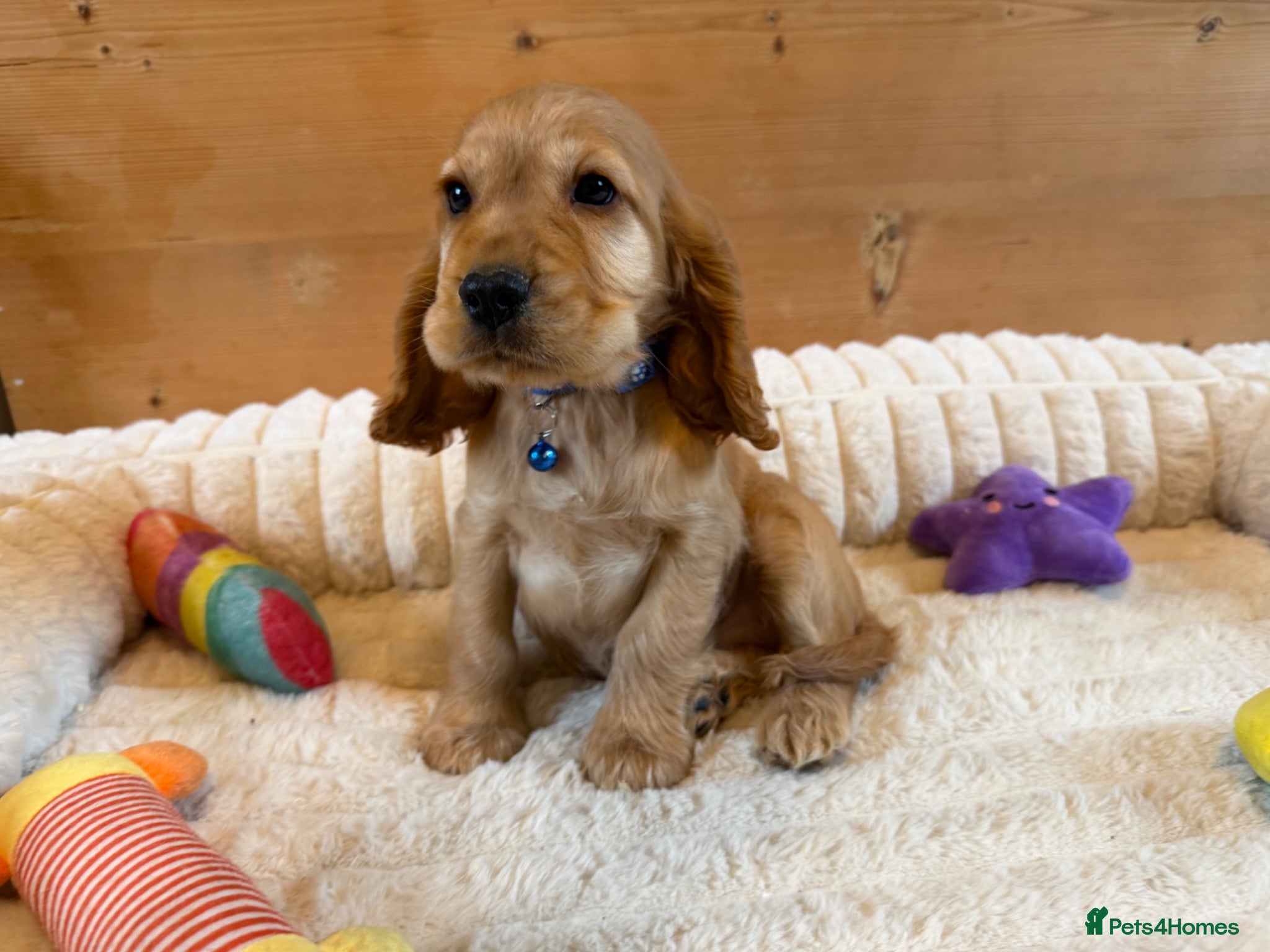 Cocker Spaniel dogs * 1 male and 1 female left * - Advert 2